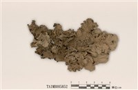 藏品(粉芽裸緣梅衣)的圖片